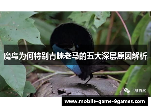 魔鸟为何特别青睐老马的五大深层原因解析